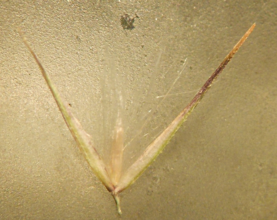 Calamagrostis epigejos (L.) Roth subsp. epigejos / Cannella delle paludi